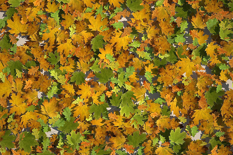 Leaf Collection two maple leaves 3D model_22