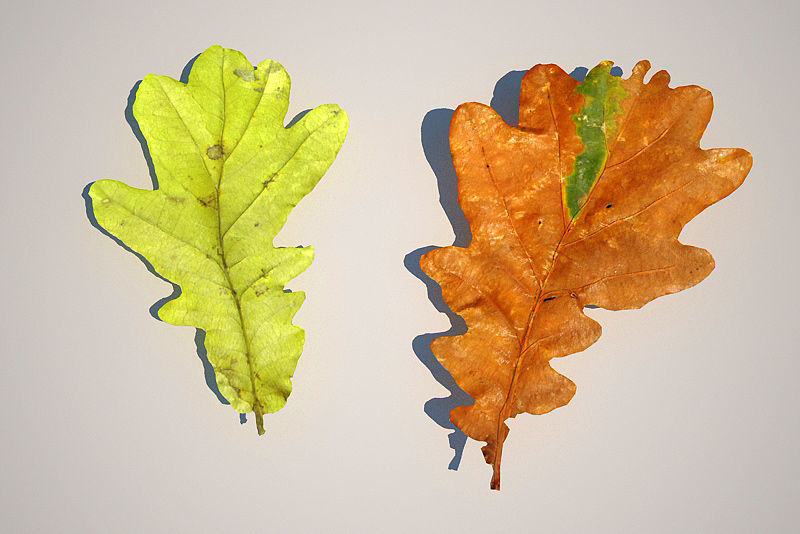 Leaf Collection two maple leaves 3D model_15