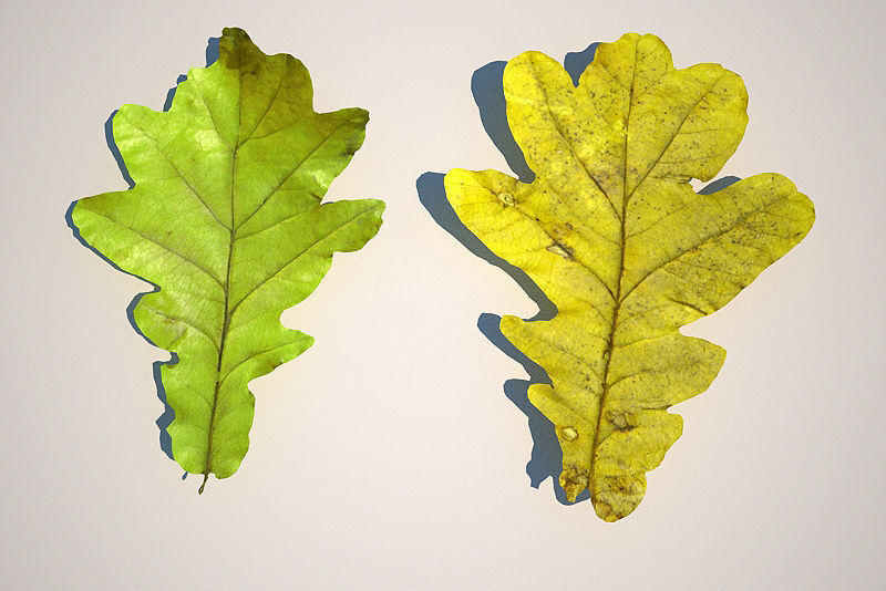 Leaf Collection two maple leaves 3D model_17