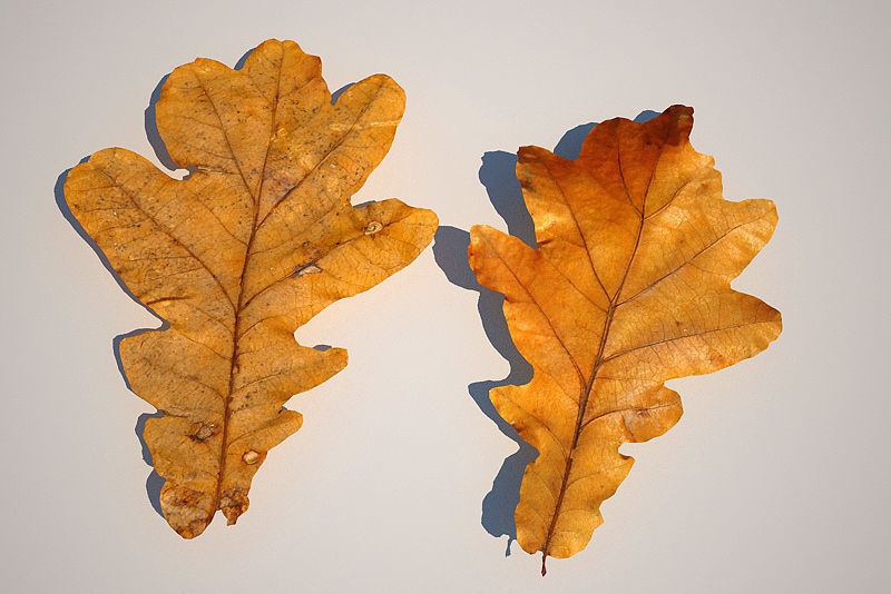 Leaf Collection two maple leaves 3D model_13