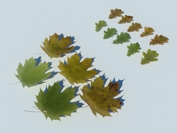 Leaf Collection two maple leaves 3D model_19