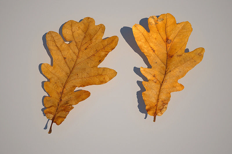 Leaf Collection two maple leaves 3D model_14