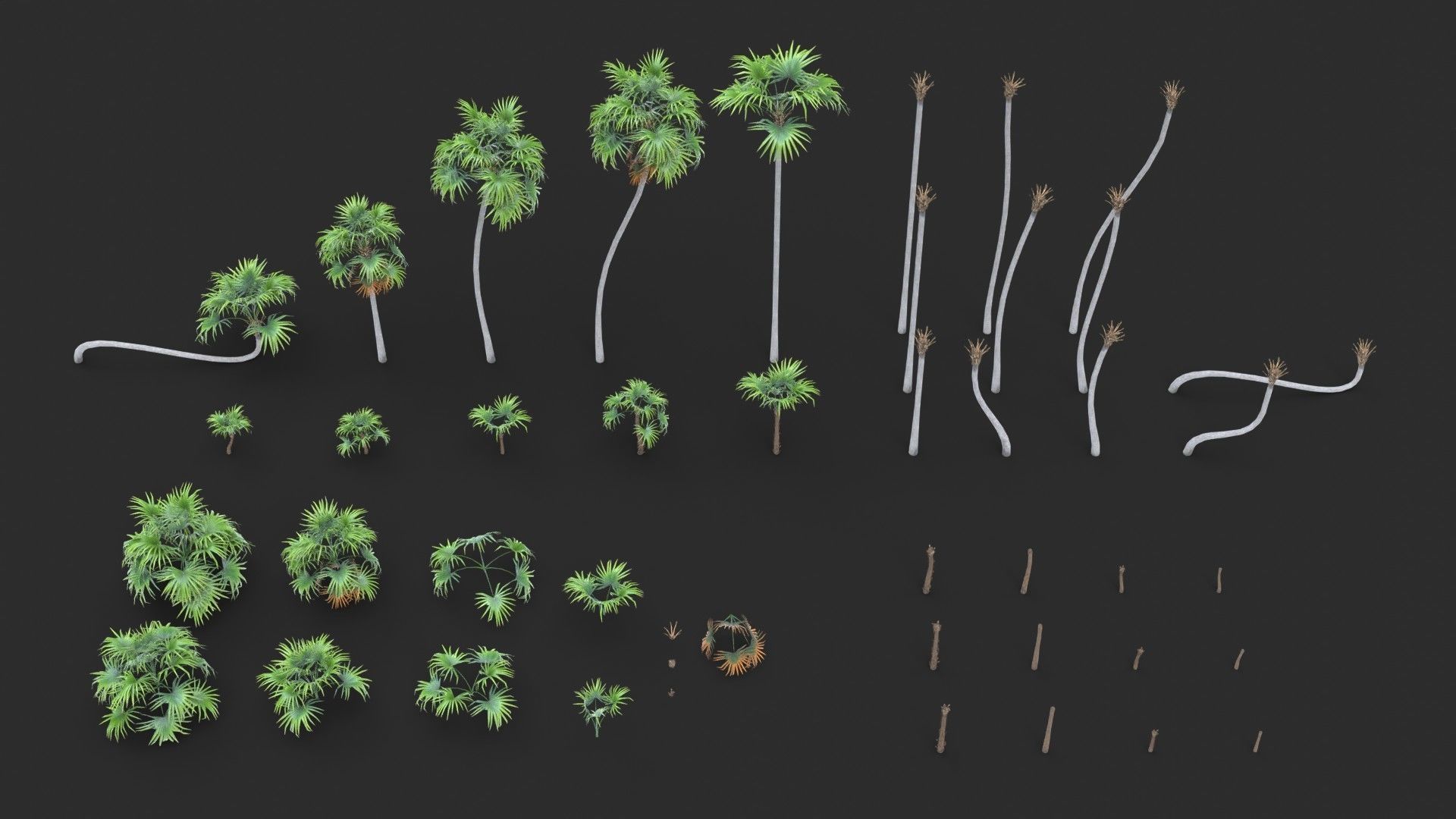 Modular Green Thatch Palm Tree - Thrinax Radiata Low-poly 3D model_10