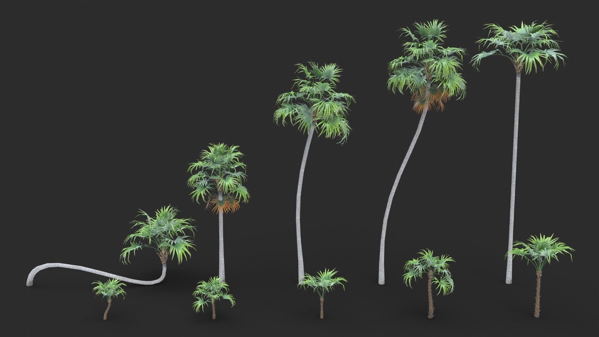 Modular Green Thatch Palm Tree - Thrinax Radiata Low-poly 3D model_13