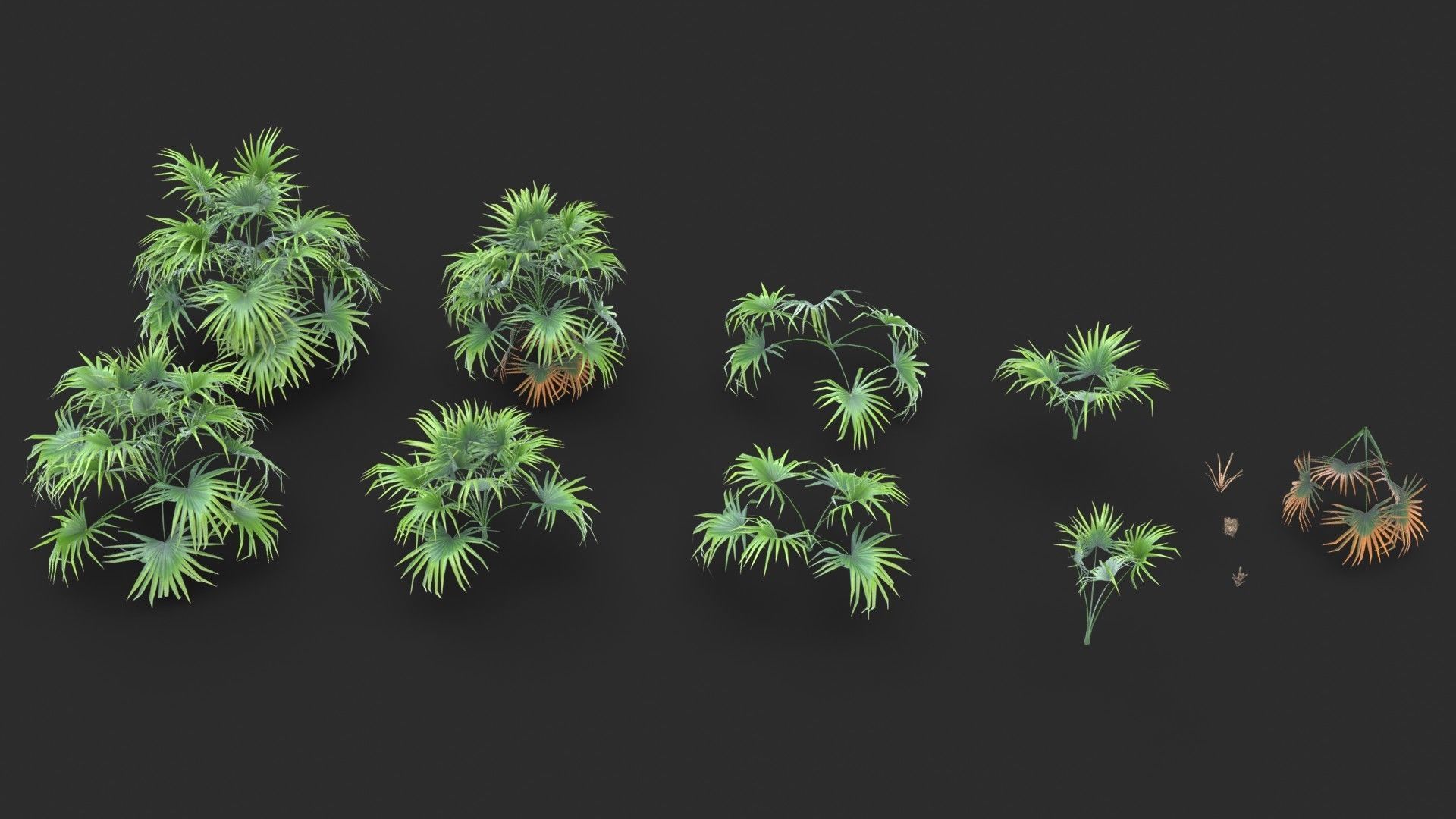 Modular Green Thatch Palm Tree - Thrinax Radiata Low-poly 3D model_14