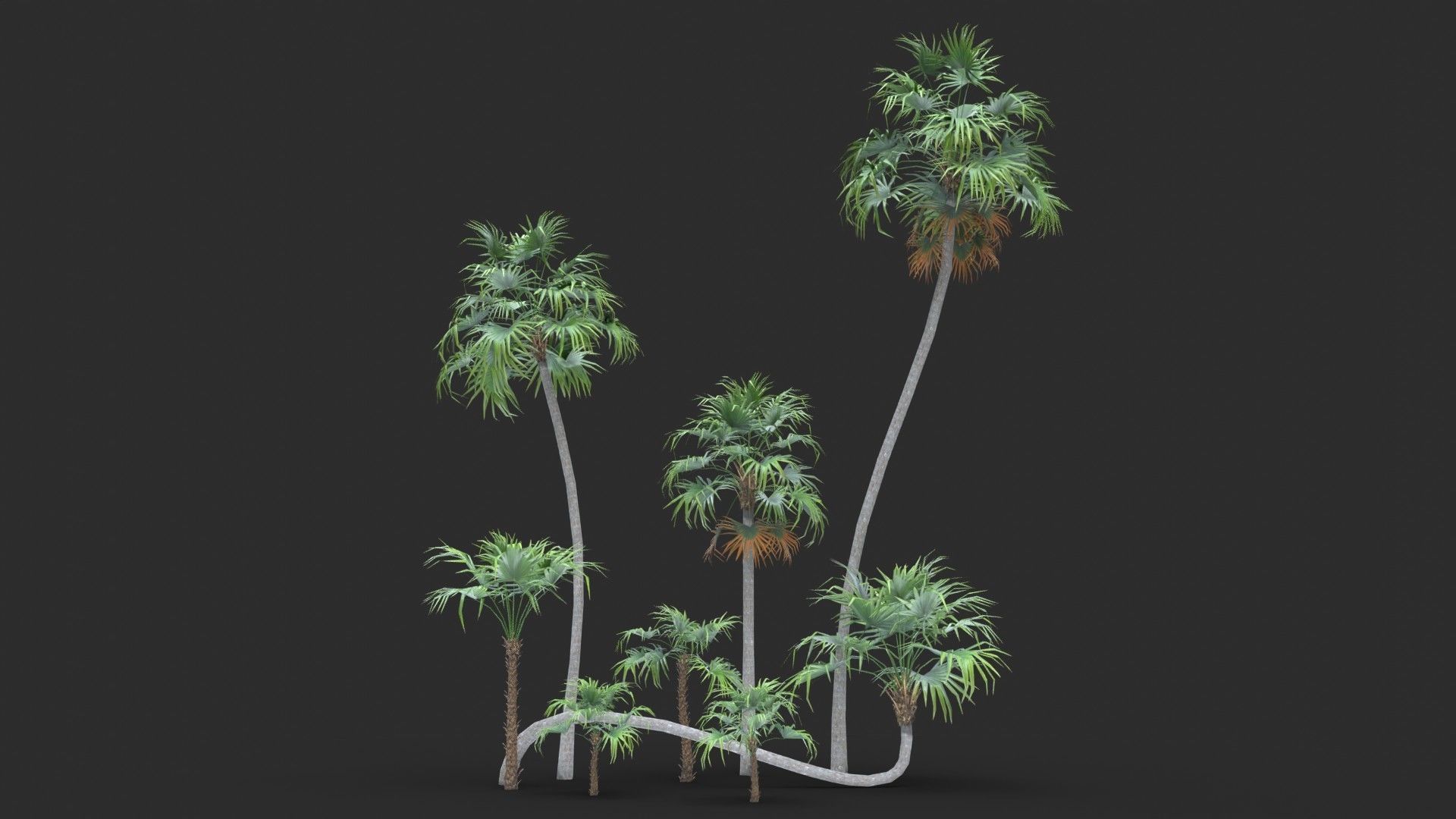 Modular Green Thatch Palm Tree - Thrinax Radiata Low-poly 3D model_1