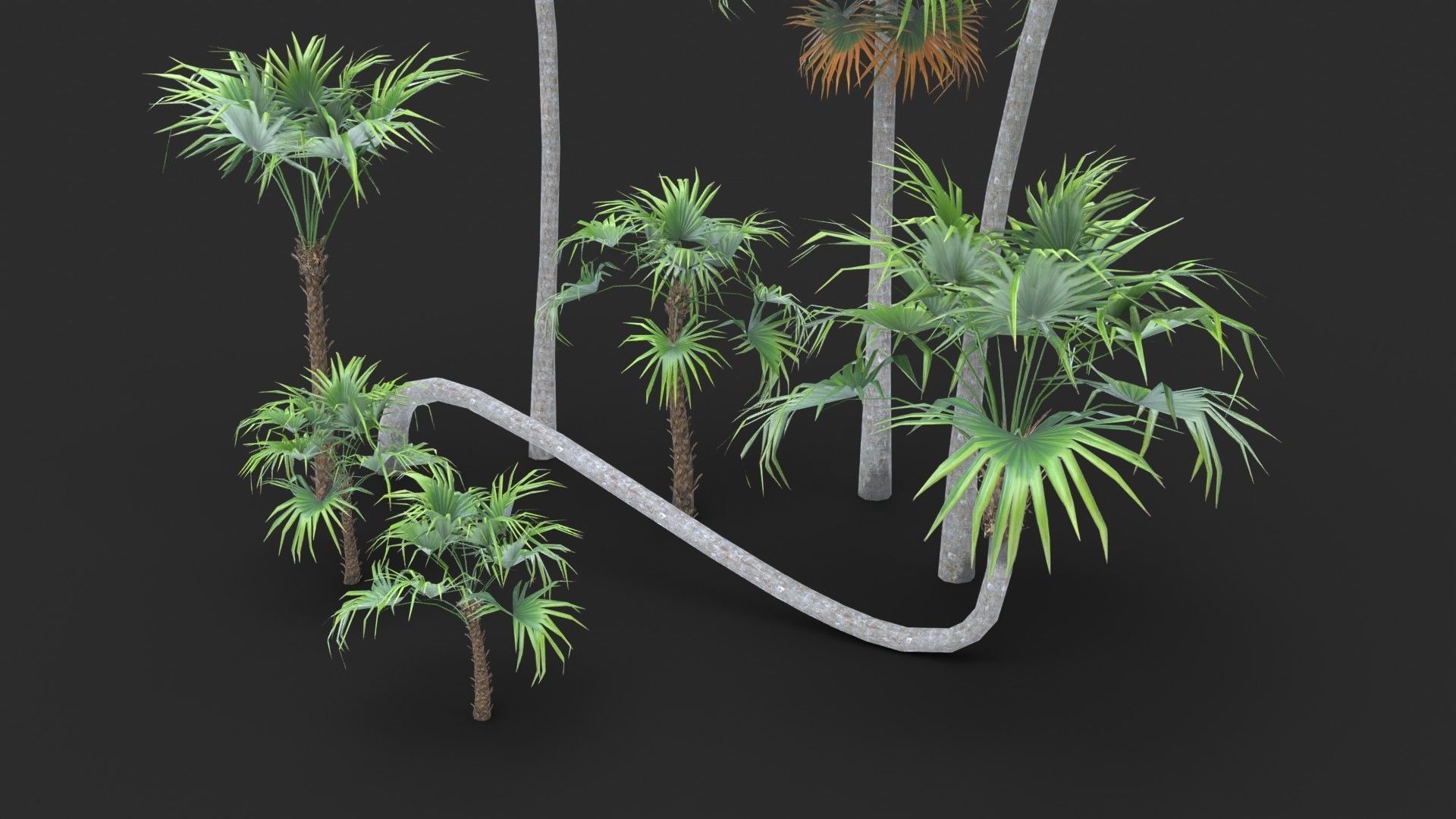 Modular Green Thatch Palm Tree - Thrinax Radiata Low-poly 3D model_8
