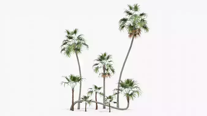 Modular Green Thatch Palm Tree - Thrinax Radiata Low-poly 3D model