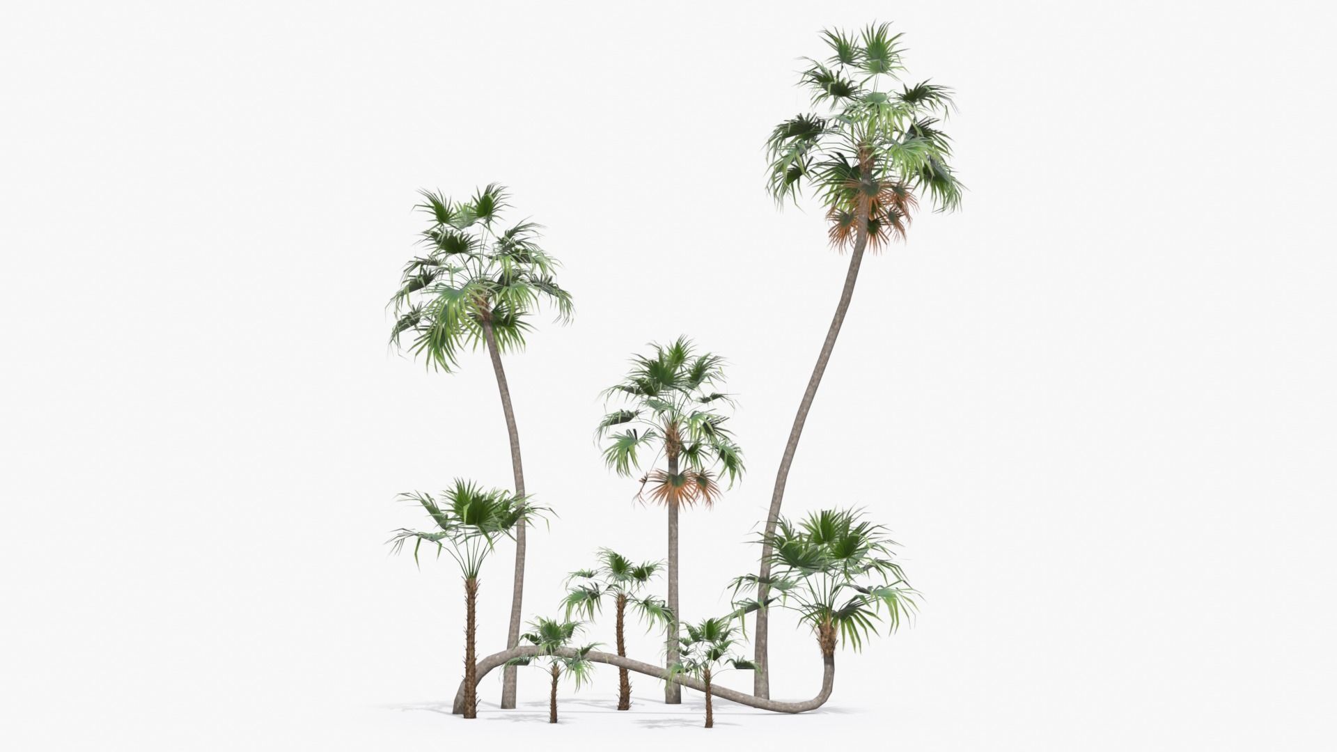 Modular Green Thatch Palm Tree - Thrinax Radiata Low-poly 3D model_0