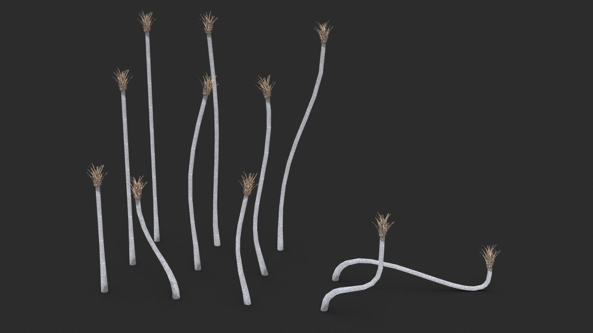 Modular Green Thatch Palm Tree - Thrinax Radiata Low-poly 3D model_12