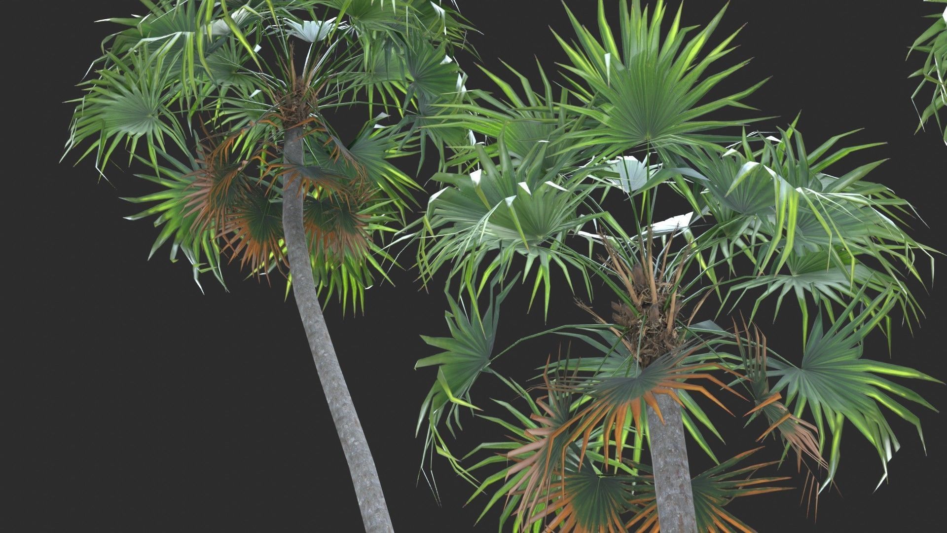 Modular Green Thatch Palm Tree - Thrinax Radiata Low-poly 3D model_7