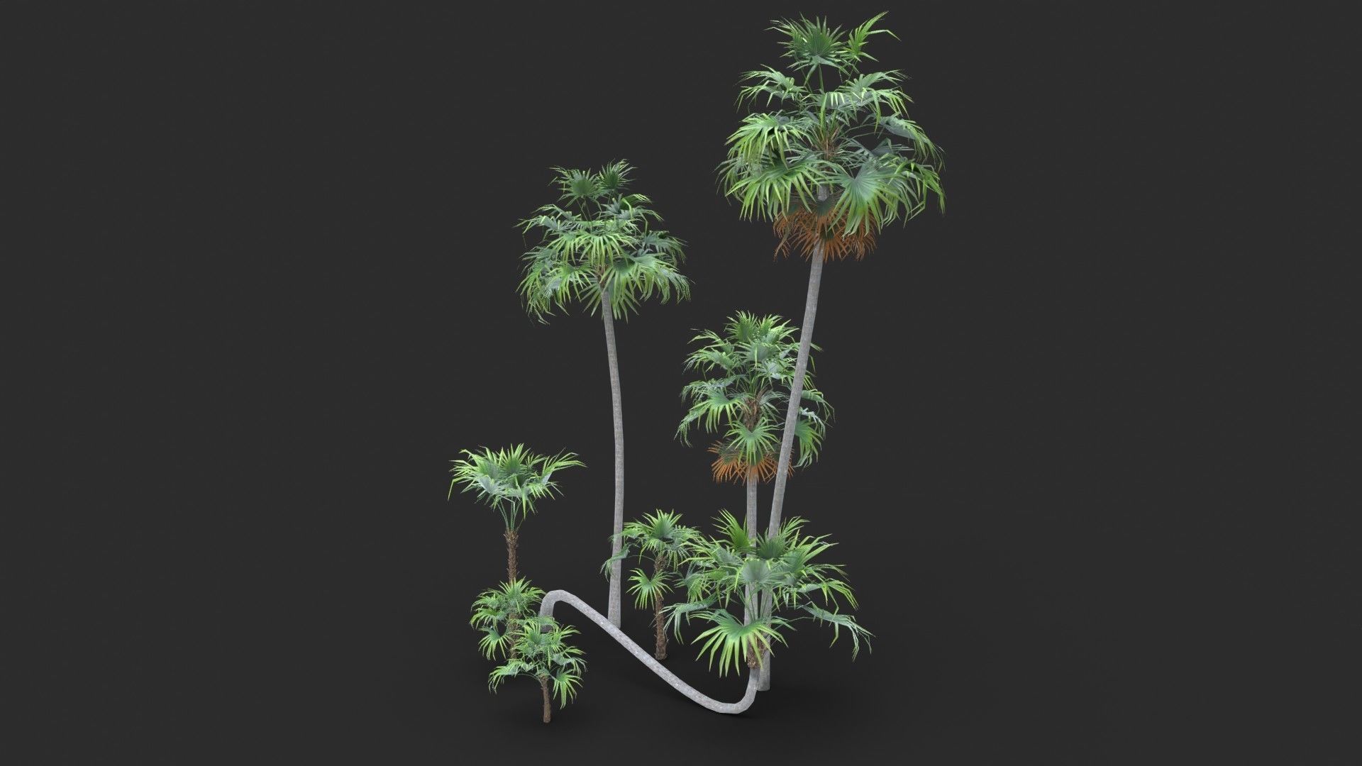 Modular Green Thatch Palm Tree - Thrinax Radiata Low-poly 3D model_2