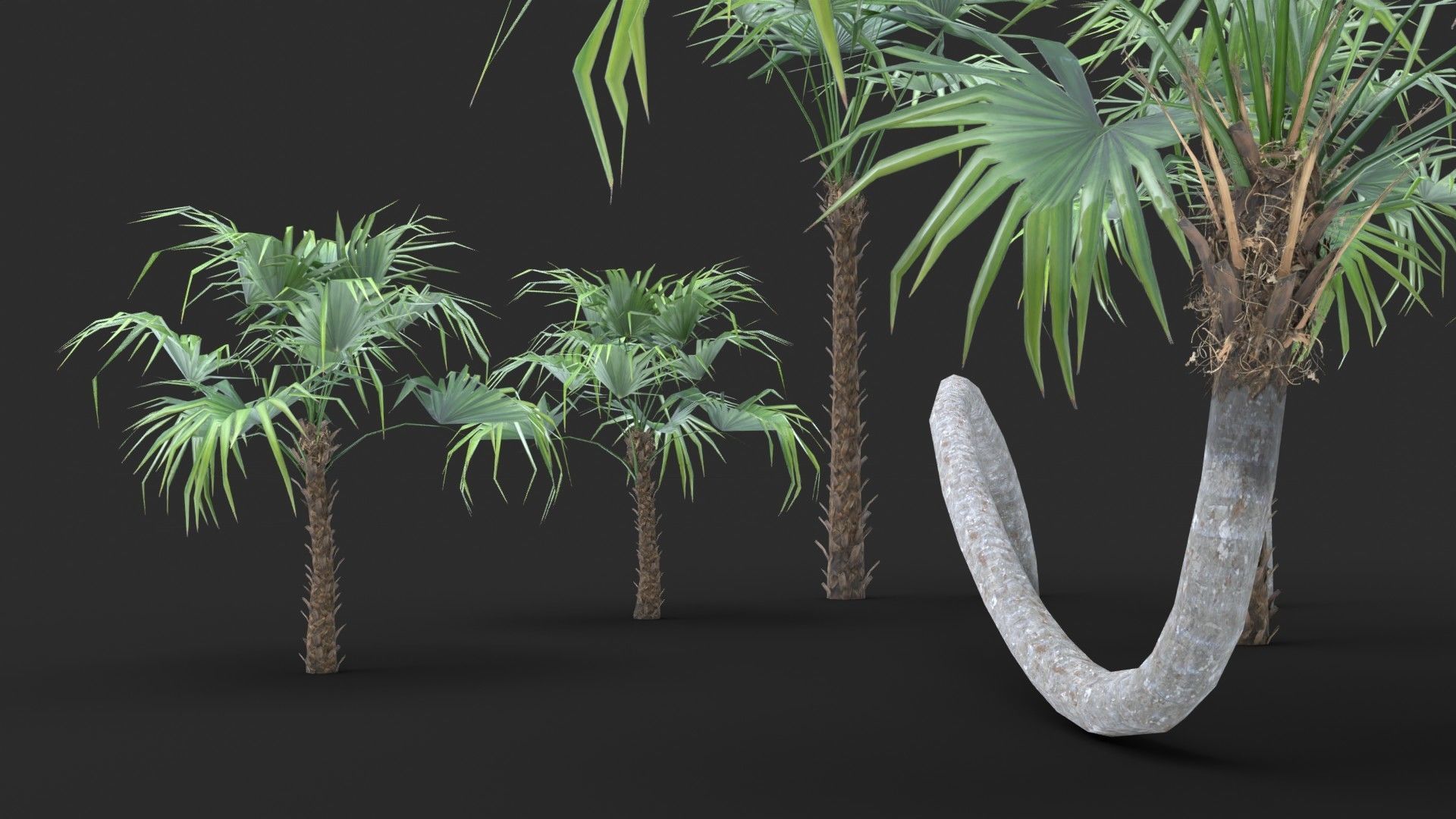 Modular Green Thatch Palm Tree - Thrinax Radiata Low-poly 3D model_6