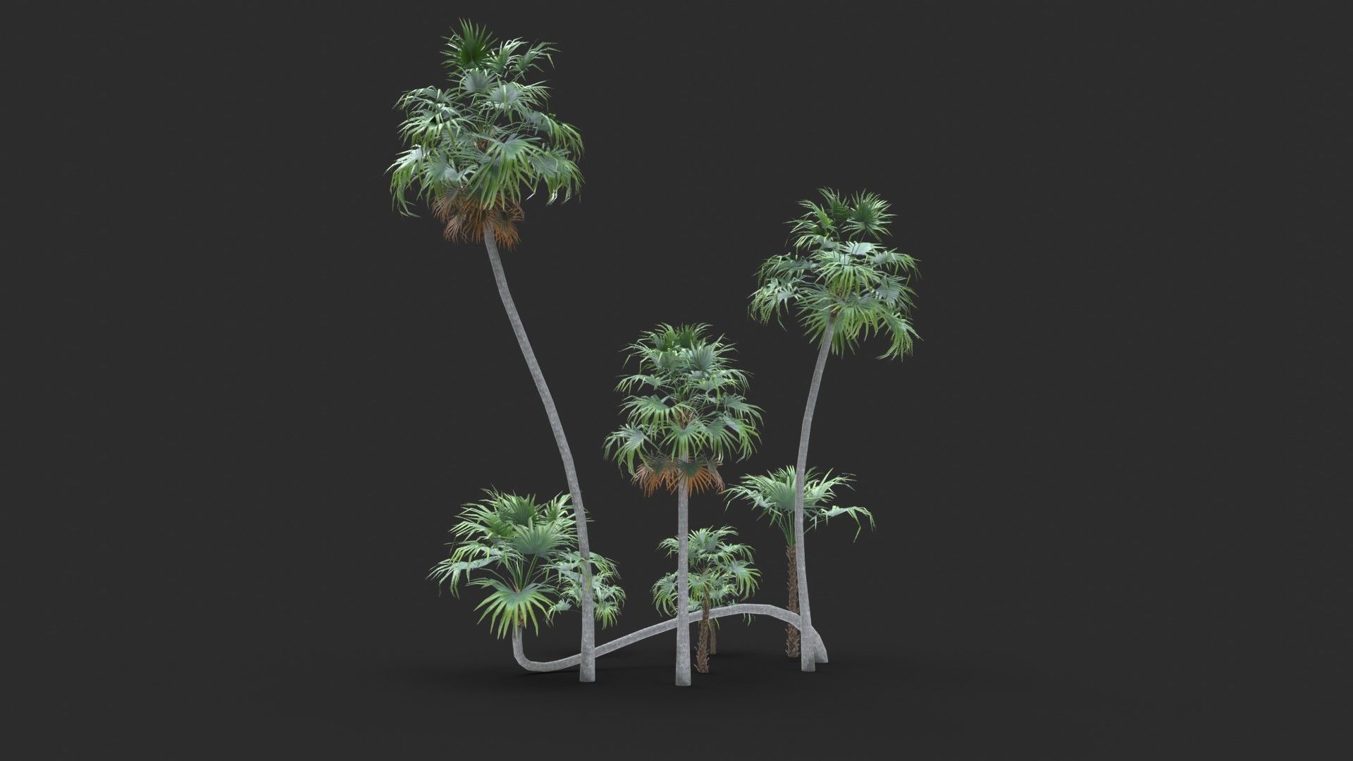 Modular Green Thatch Palm Tree - Thrinax Radiata Low-poly 3D model_3