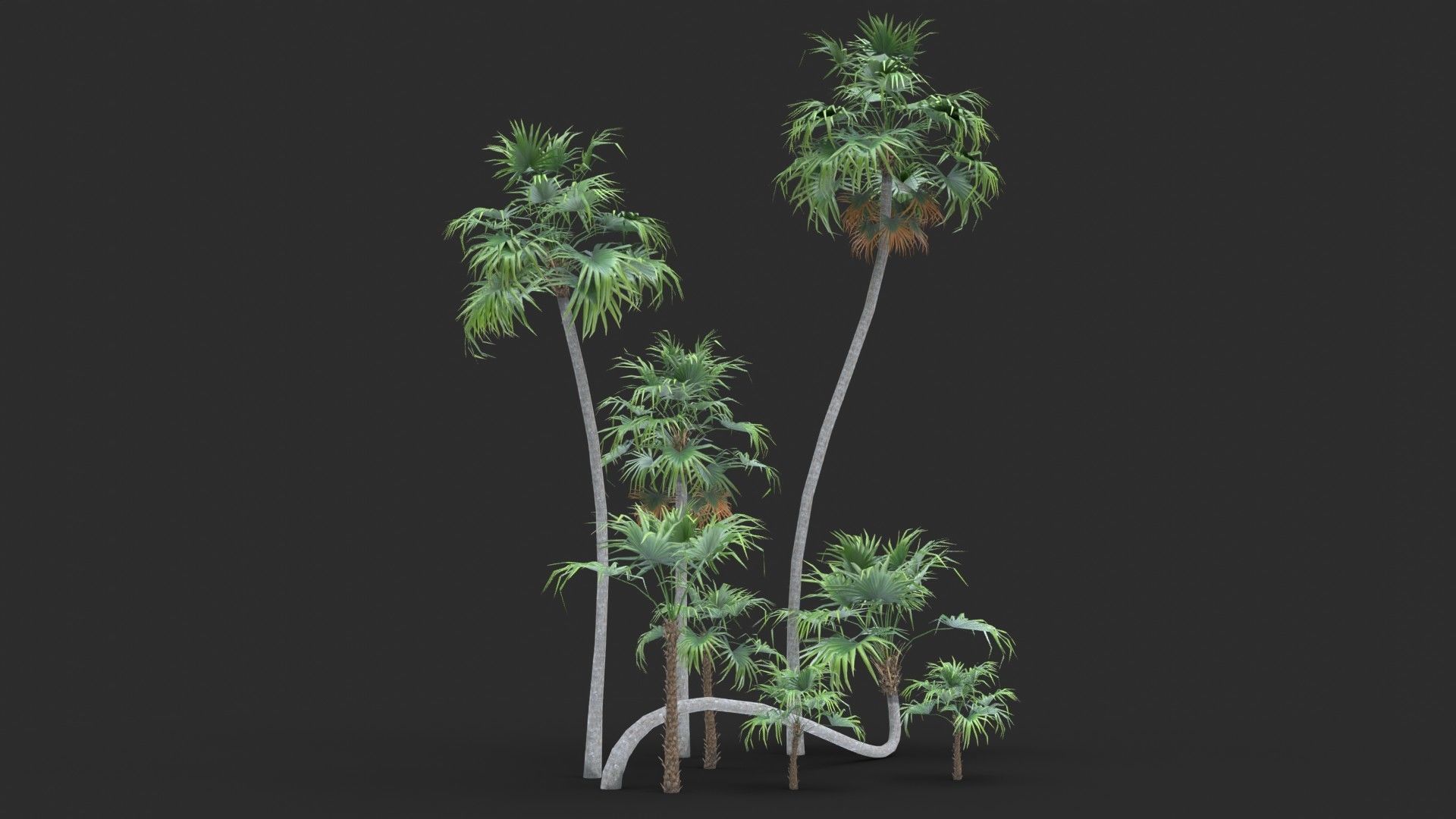 Modular Green Thatch Palm Tree - Thrinax Radiata Low-poly 3D model_5