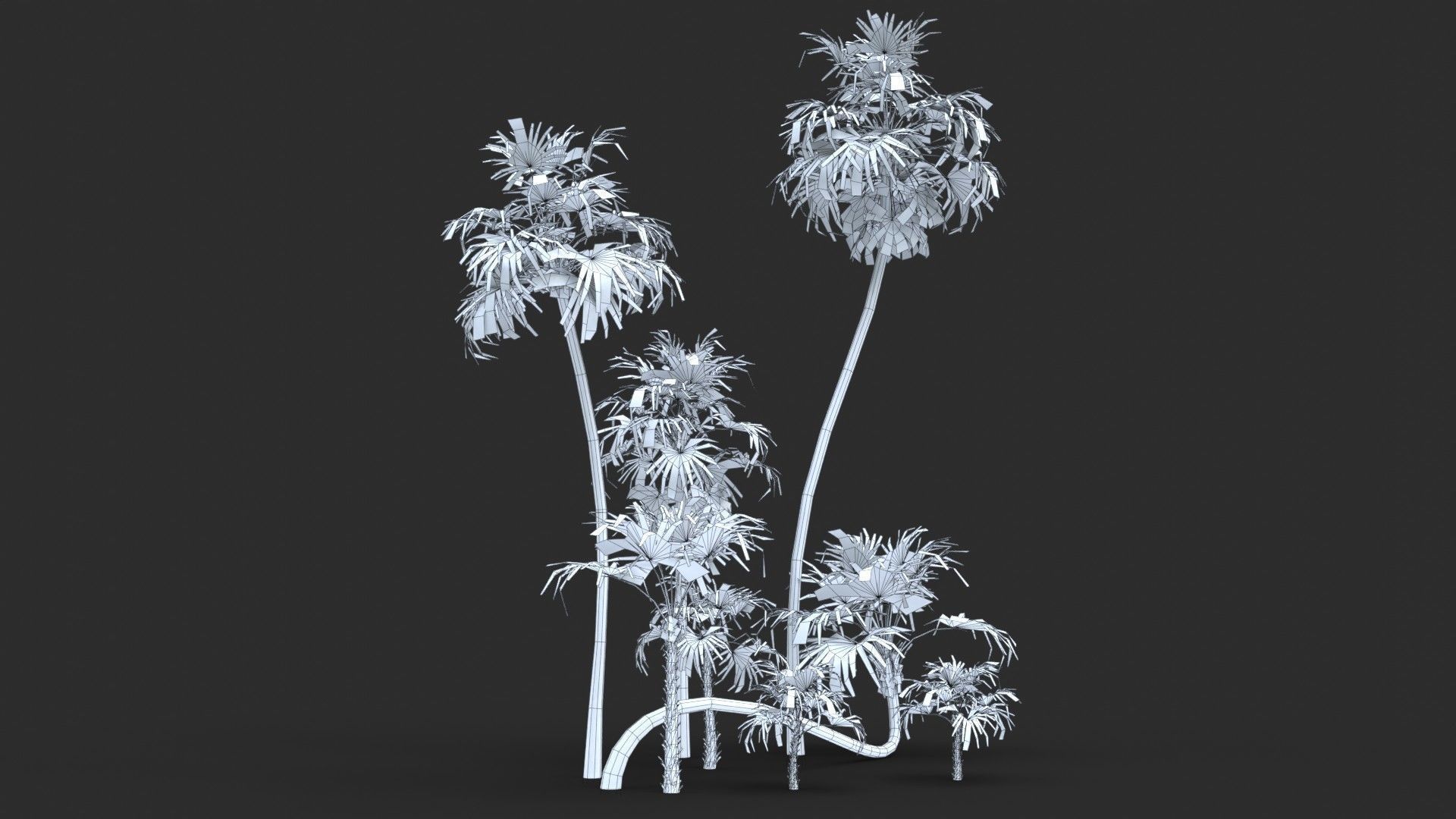 Modular Green Thatch Palm Tree - Thrinax Radiata Low-poly 3D model_19