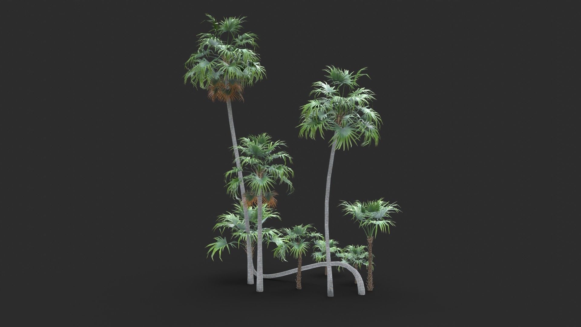 Modular Green Thatch Palm Tree - Thrinax Radiata Low-poly 3D model_4