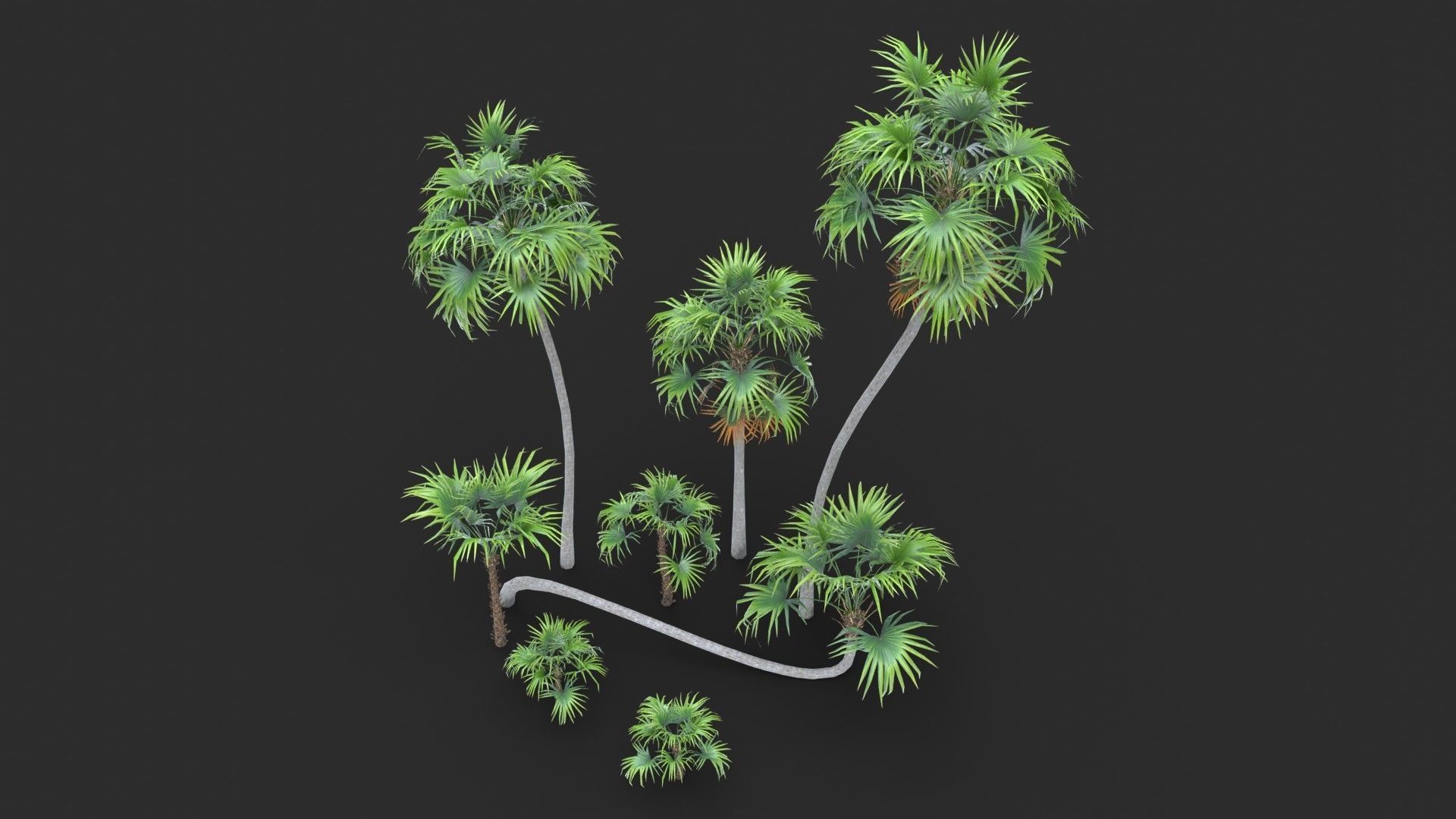 Modular Green Thatch Palm Tree - Thrinax Radiata Low-poly 3D model_9