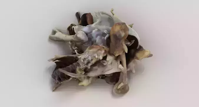 Chicken Bones Carcass