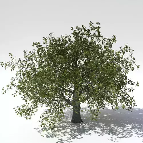 Maple tree 3D model