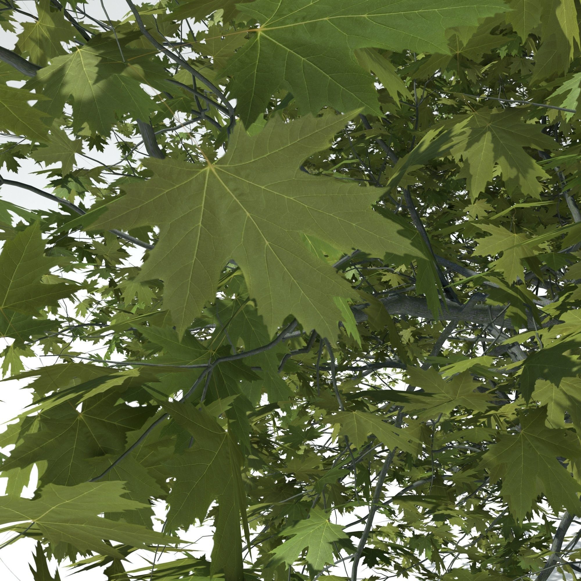 Maple tree 3D model_4