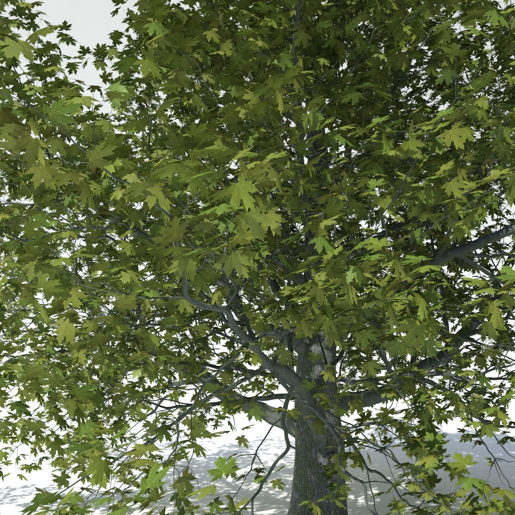 Maple tree 3D model_2
