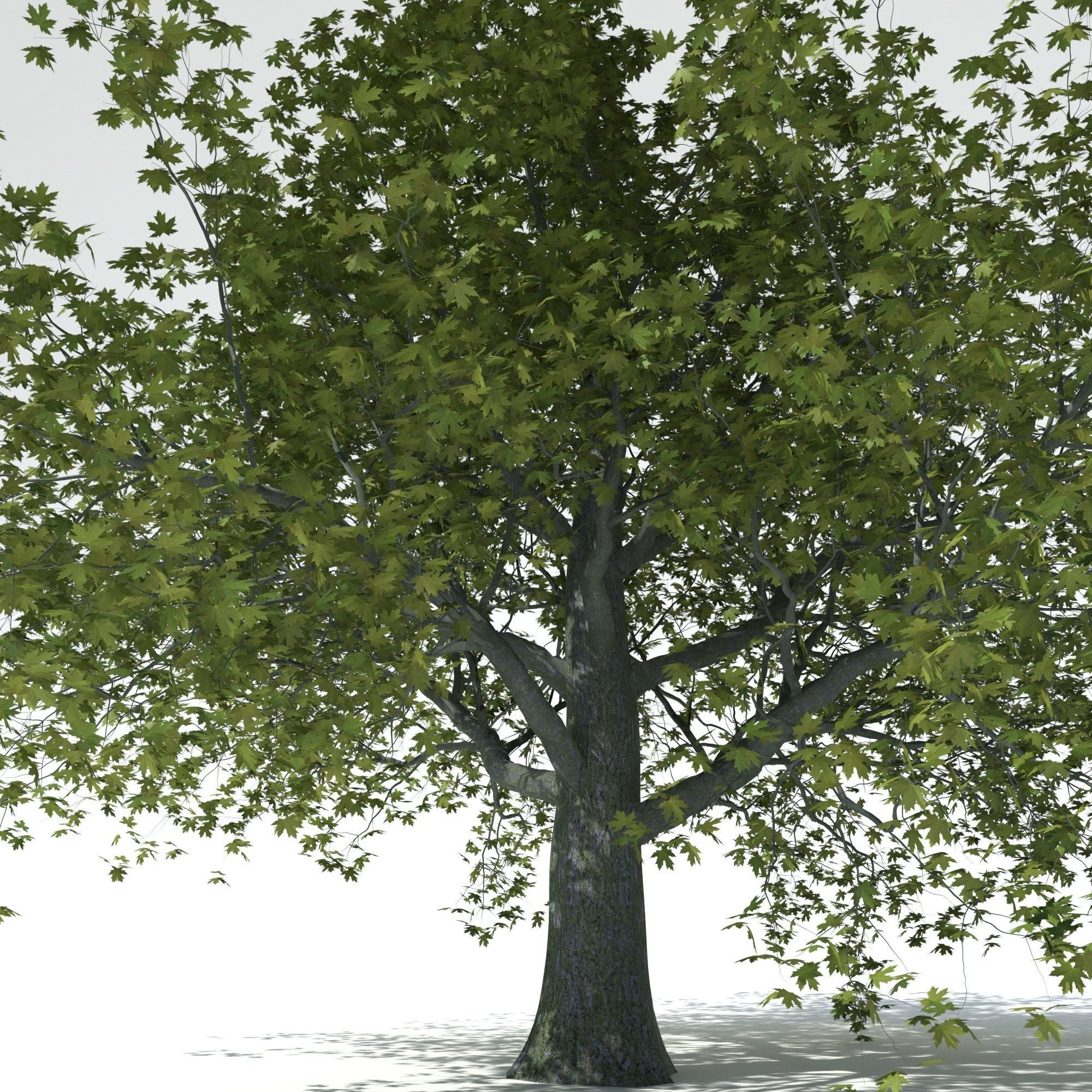 Maple tree 3D model_3