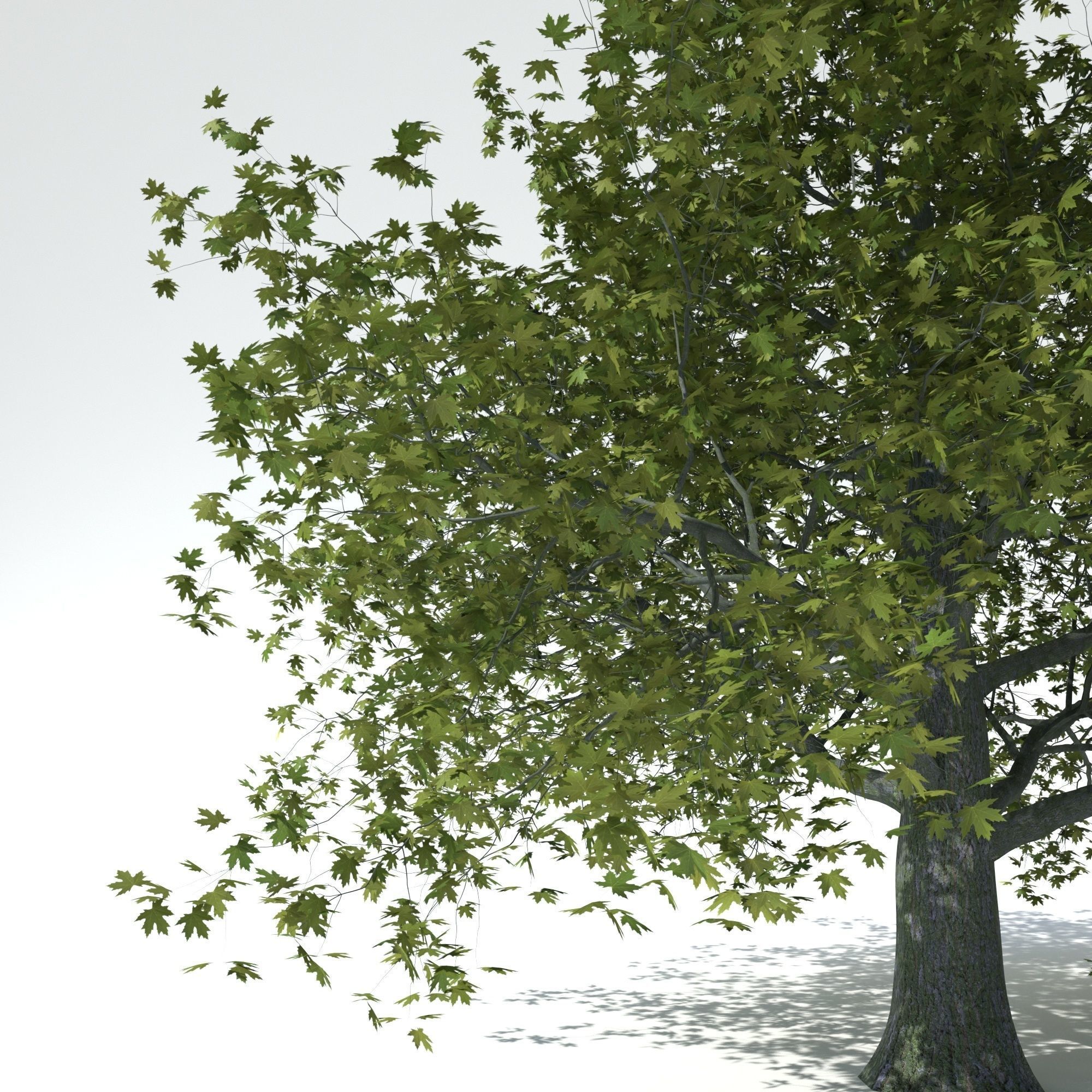 Maple tree 3D model_5
