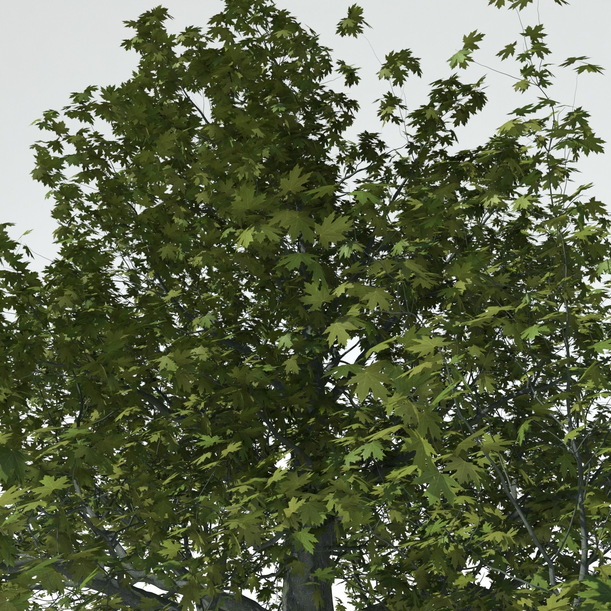 Maple tree 3D model_6