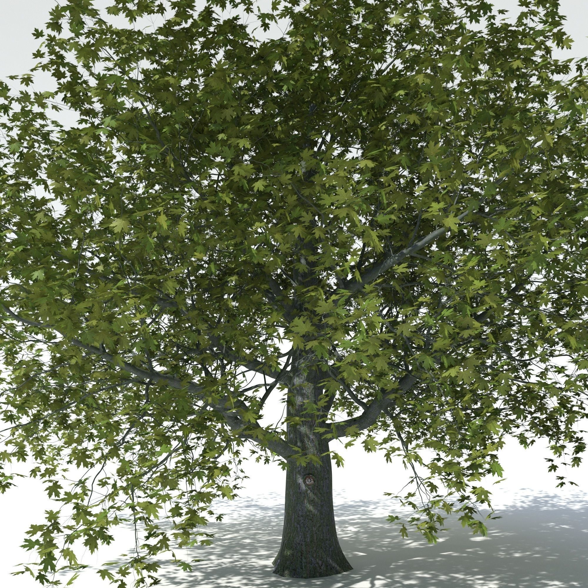 Maple tree 3D model_1