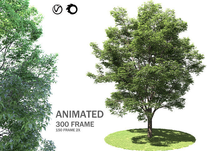 ENGLISH WALNUT TREE 3D model
