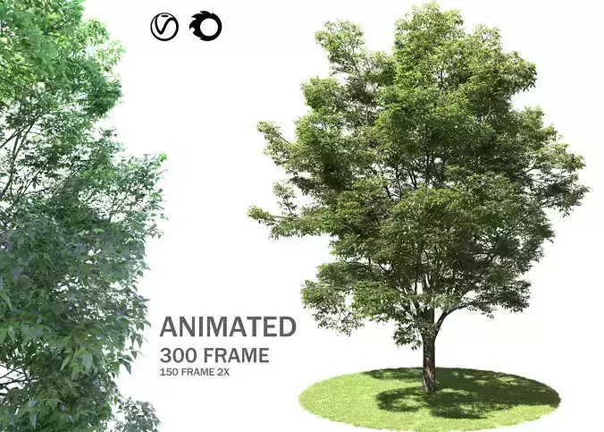 ENGLISH WALNUT TREE 3D model