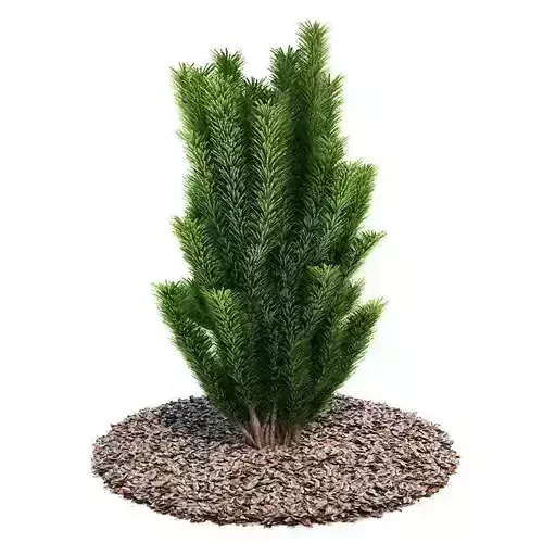 Natural Crotons Tree