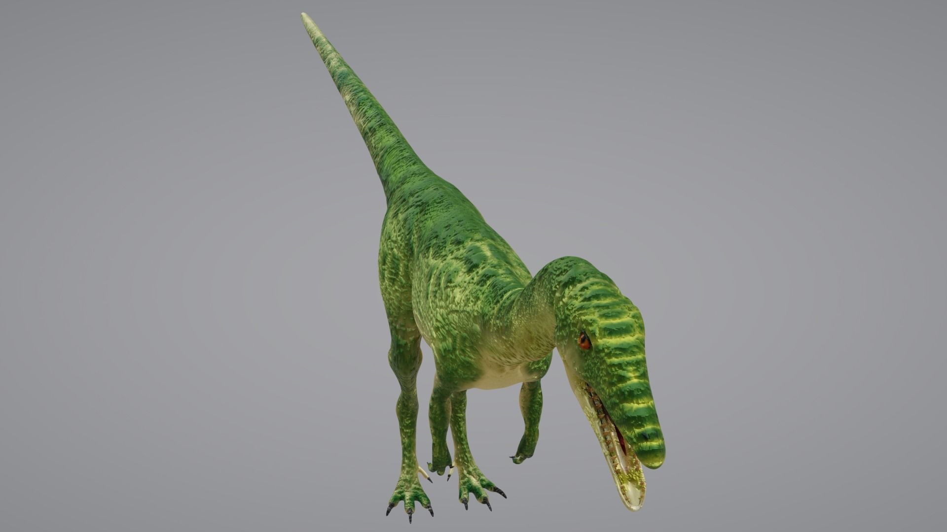 Coelophysis dinosaur 3D model_3