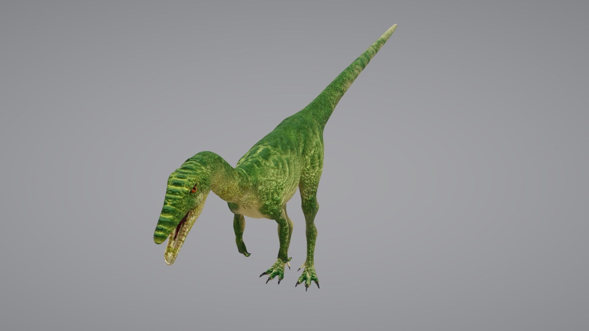 Coelophysis dinosaur 3D model_2