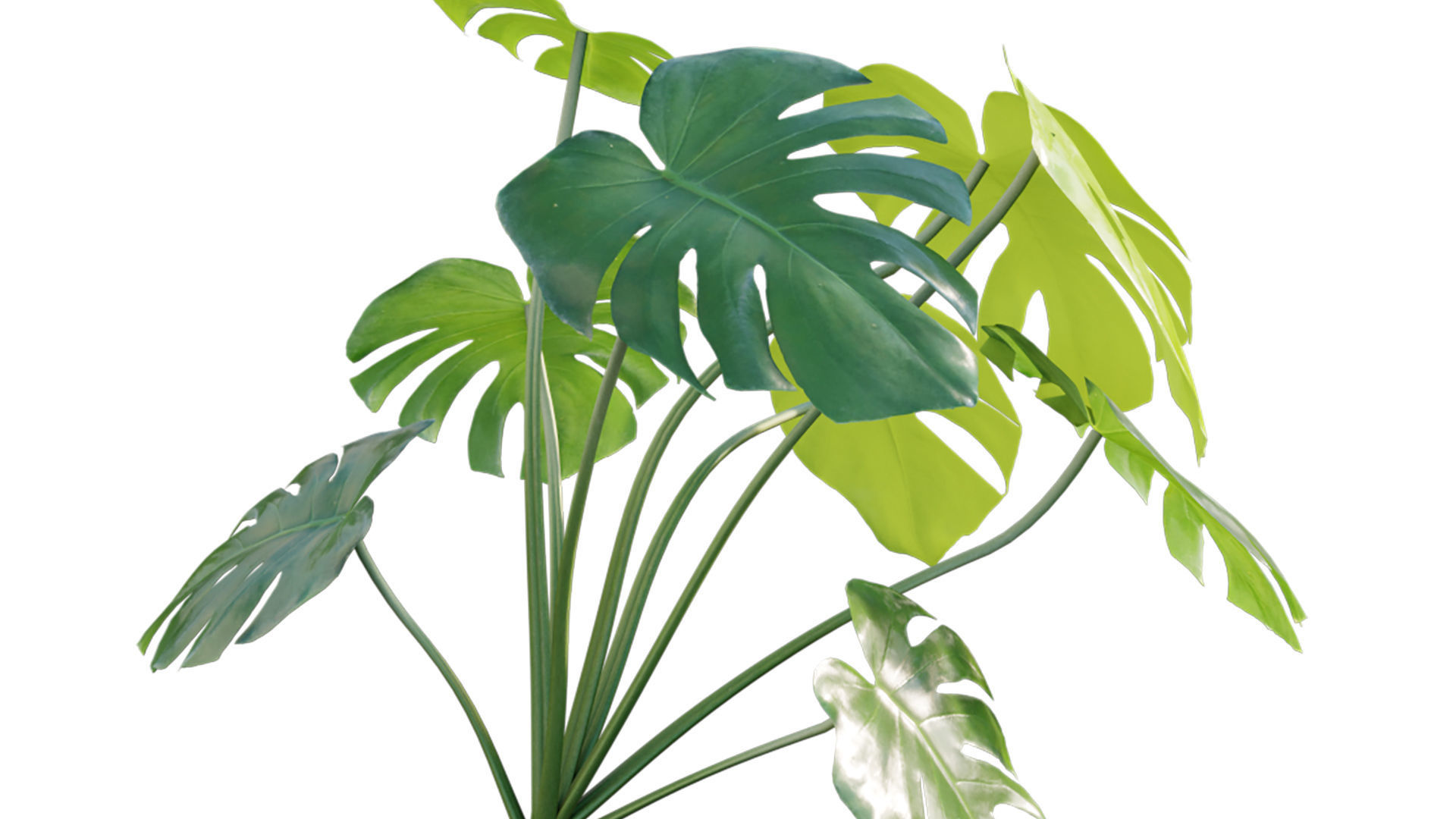 Monstera deliciosa 03 3D model_4