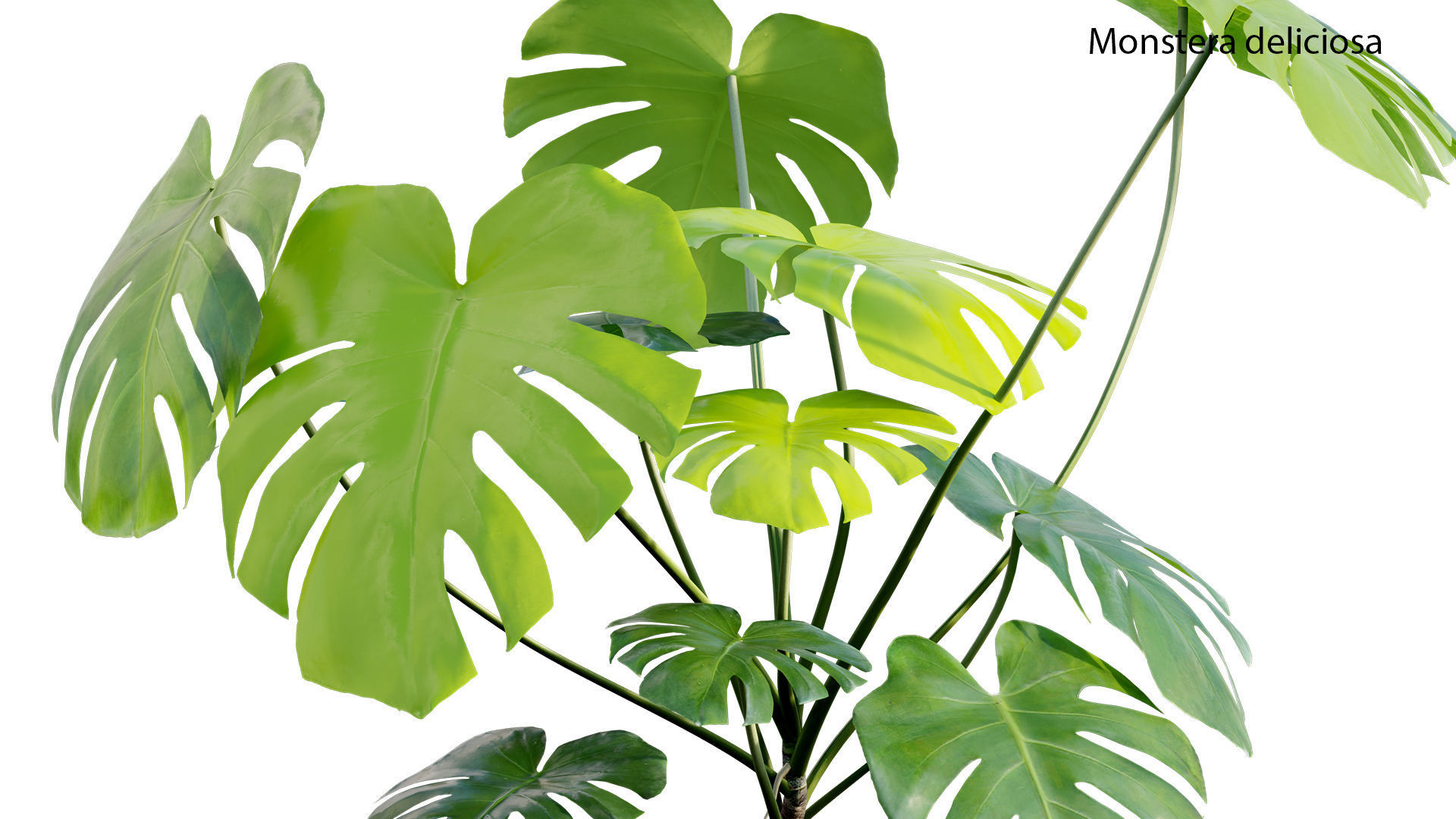 Monstera deliciosa 03 3D model_8