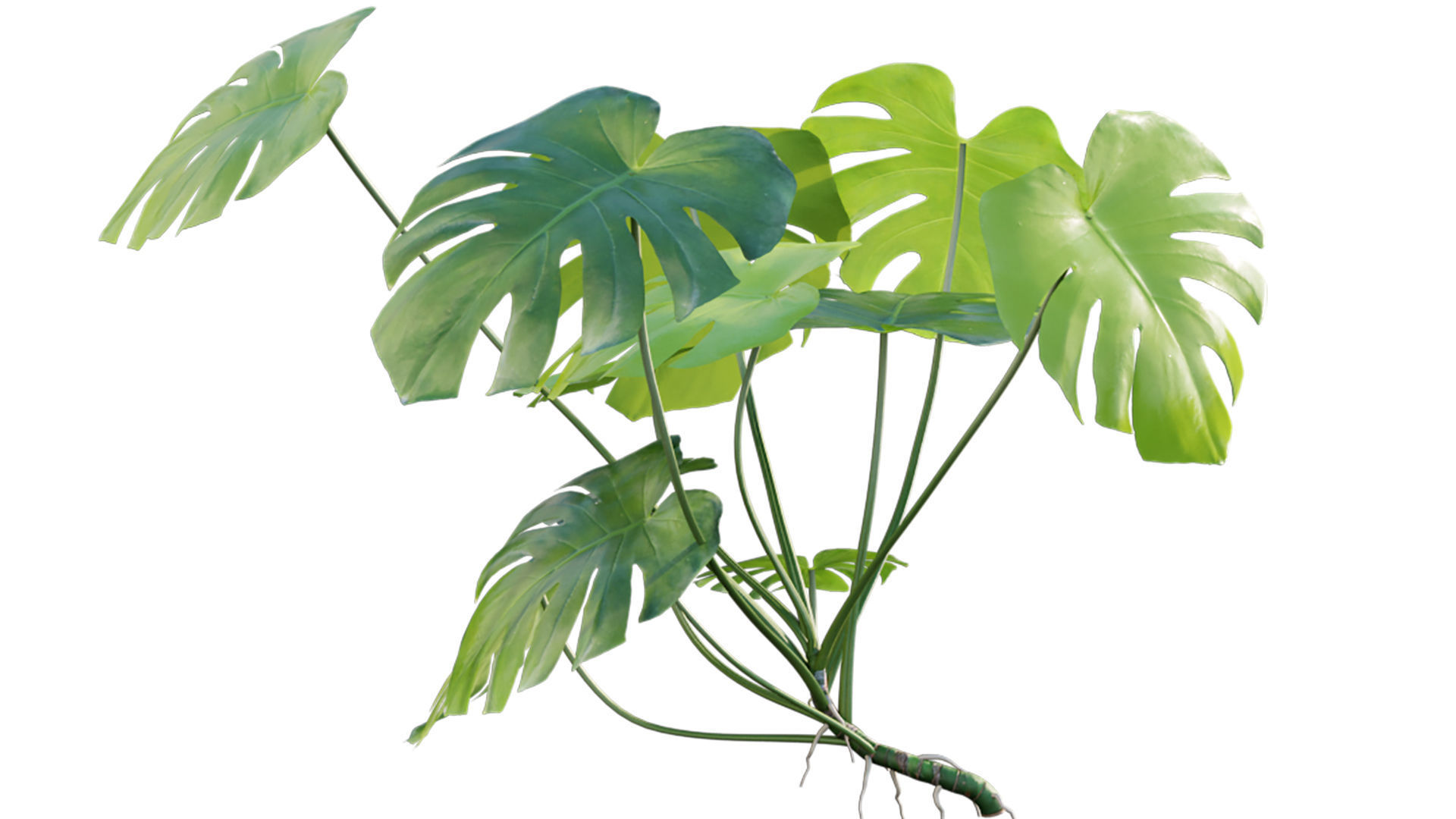 Monstera deliciosa 03 3D model_3