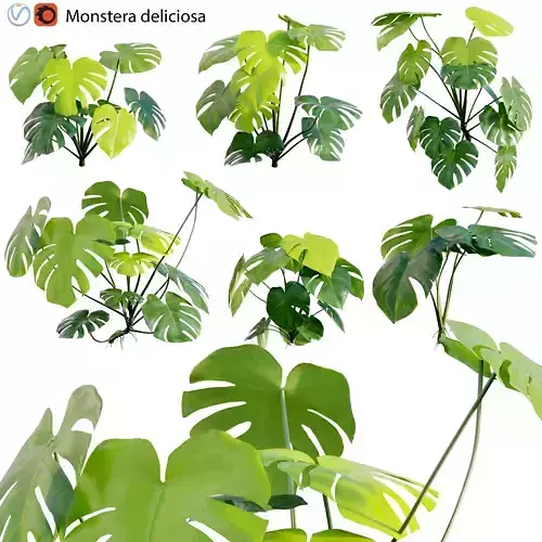 Monstera deliciosa 03 3D model