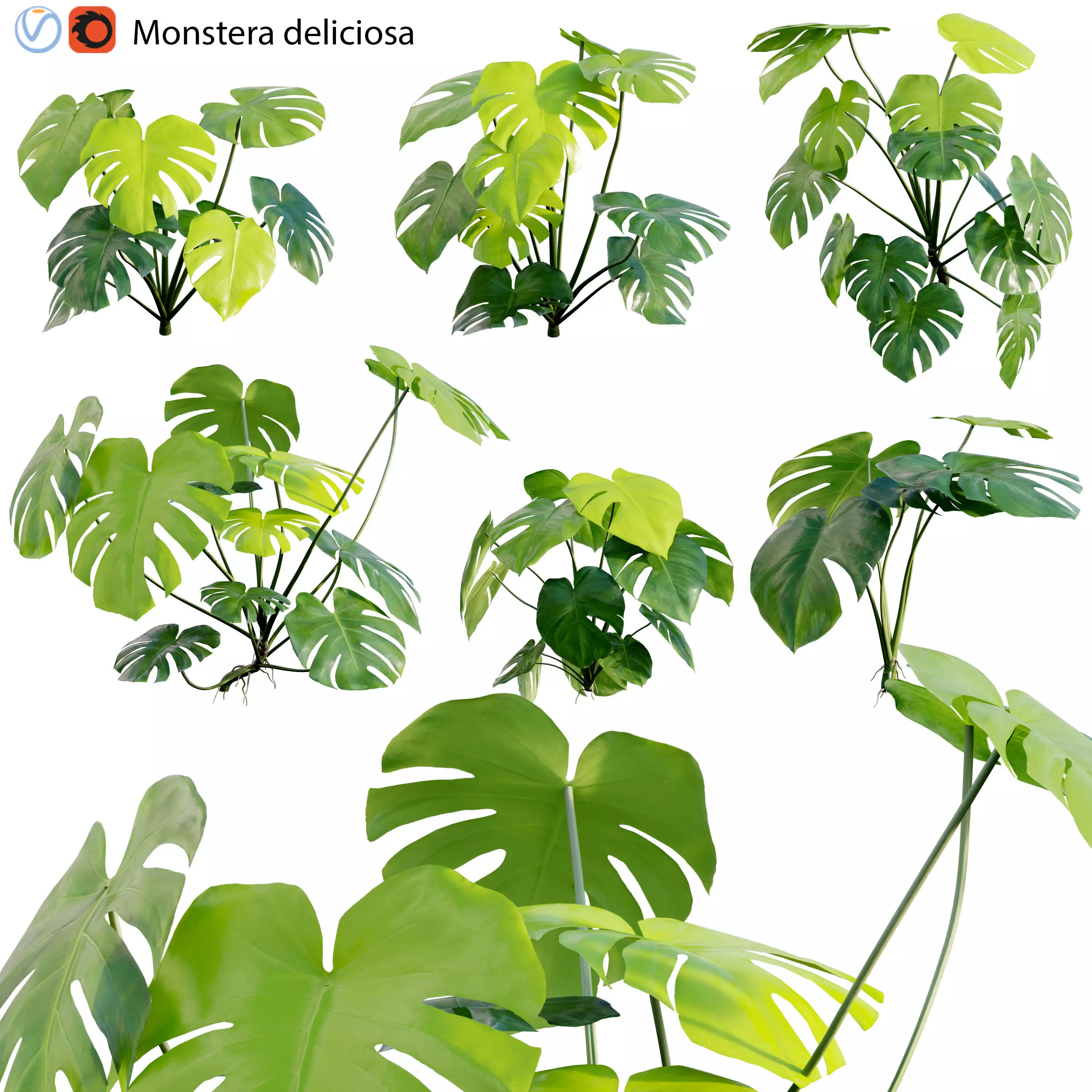 Monstera deliciosa 03 3D model_0