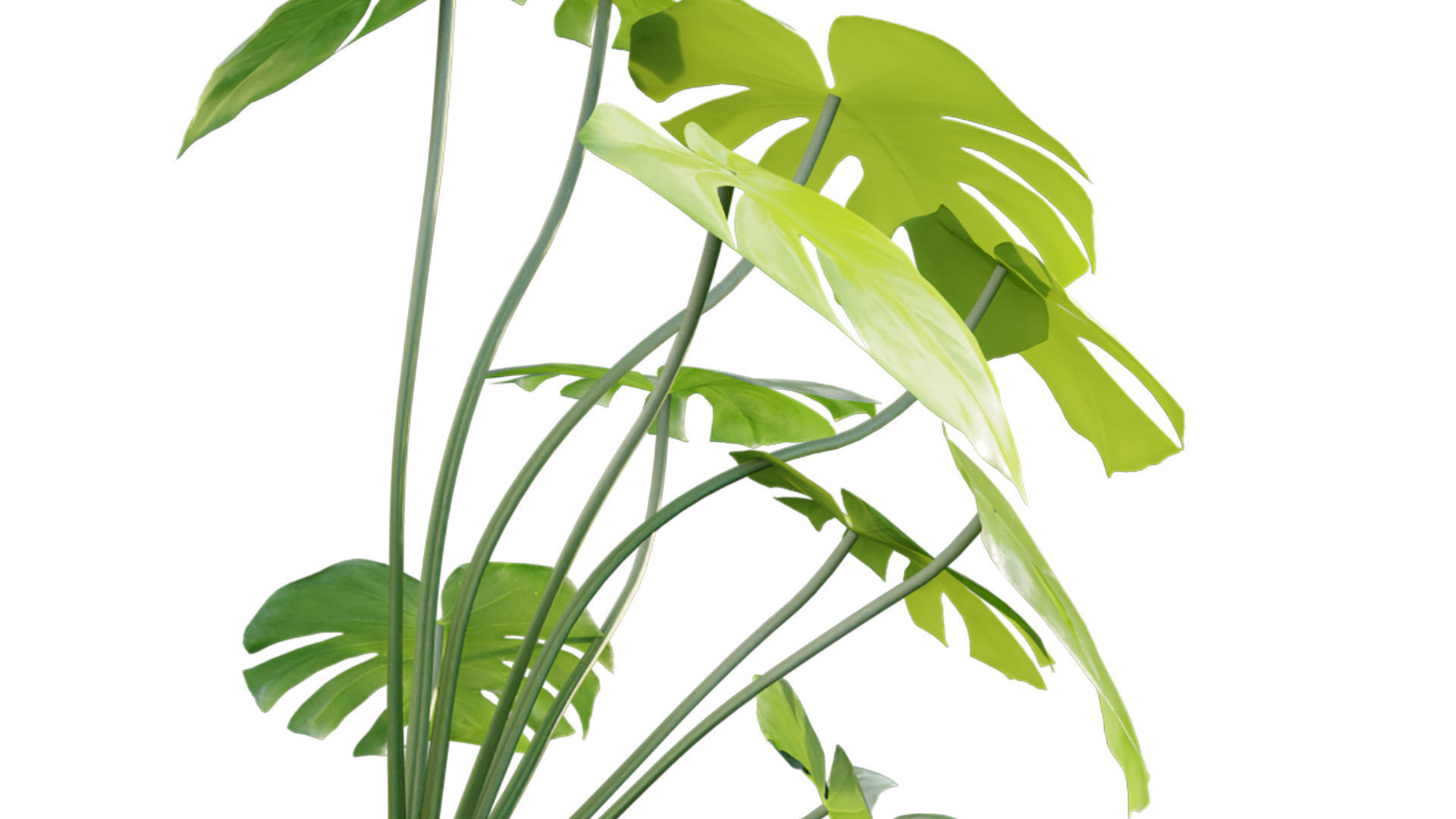Monstera deliciosa 03 3D model_5