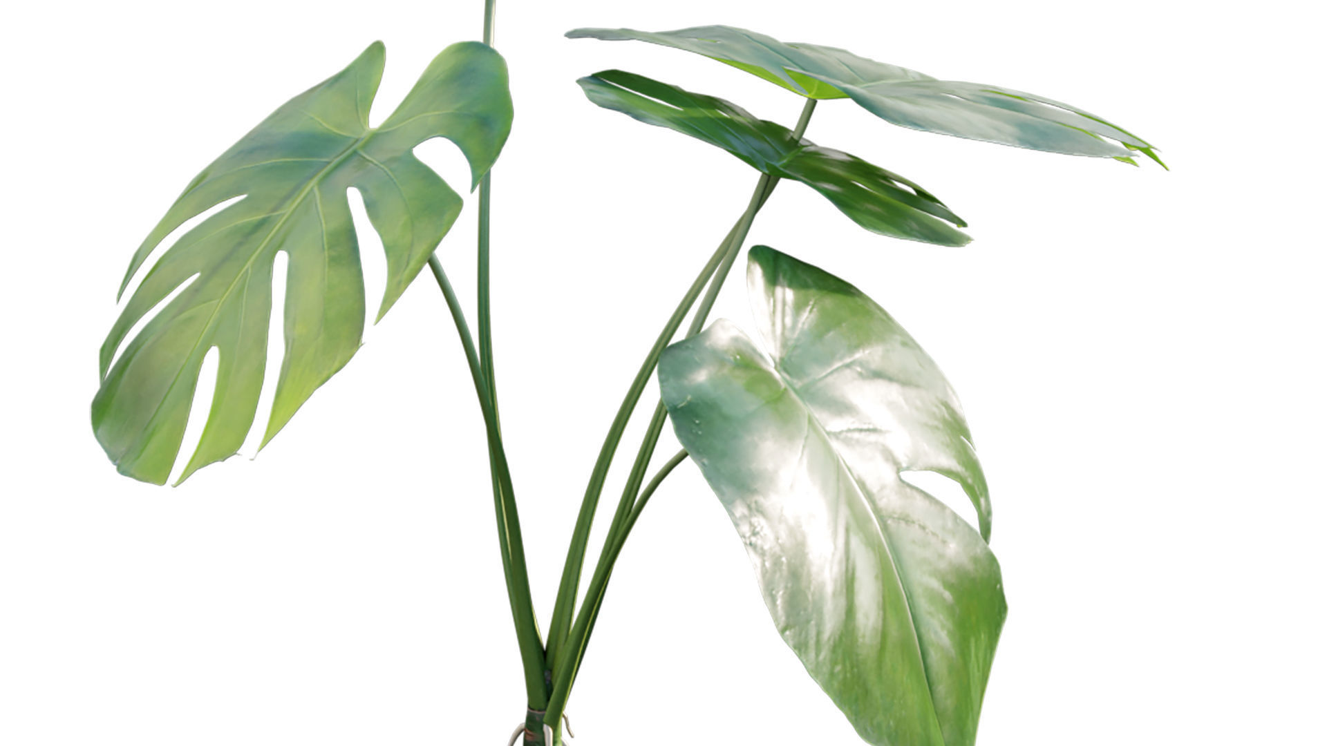 Monstera deliciosa 03 3D model_2