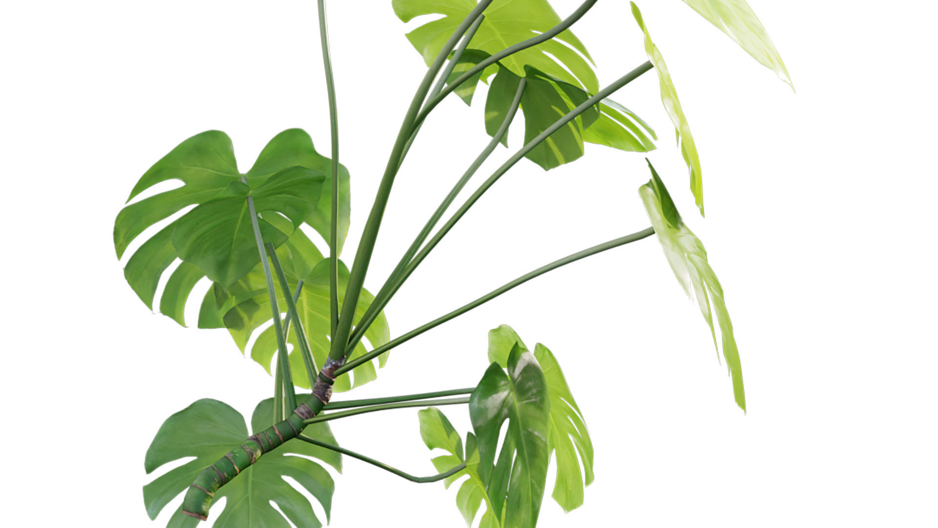Monstera deliciosa 03 3D model_6