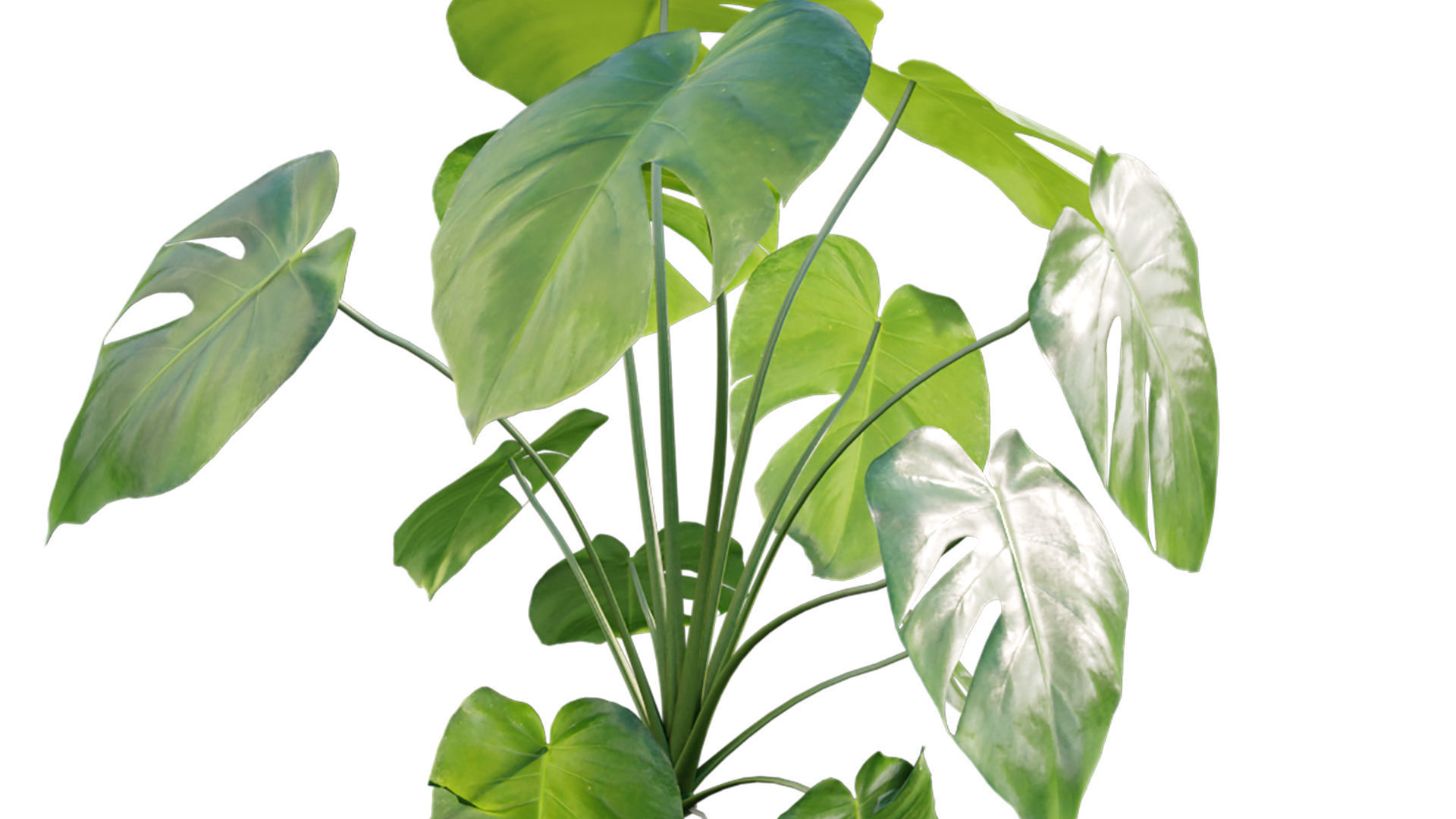 Monstera deliciosa 03 3D model_1
