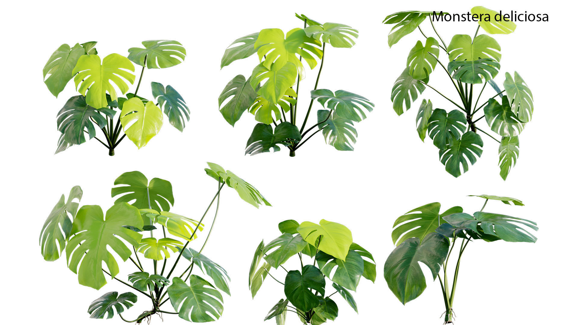 Monstera deliciosa 03 3D model_7