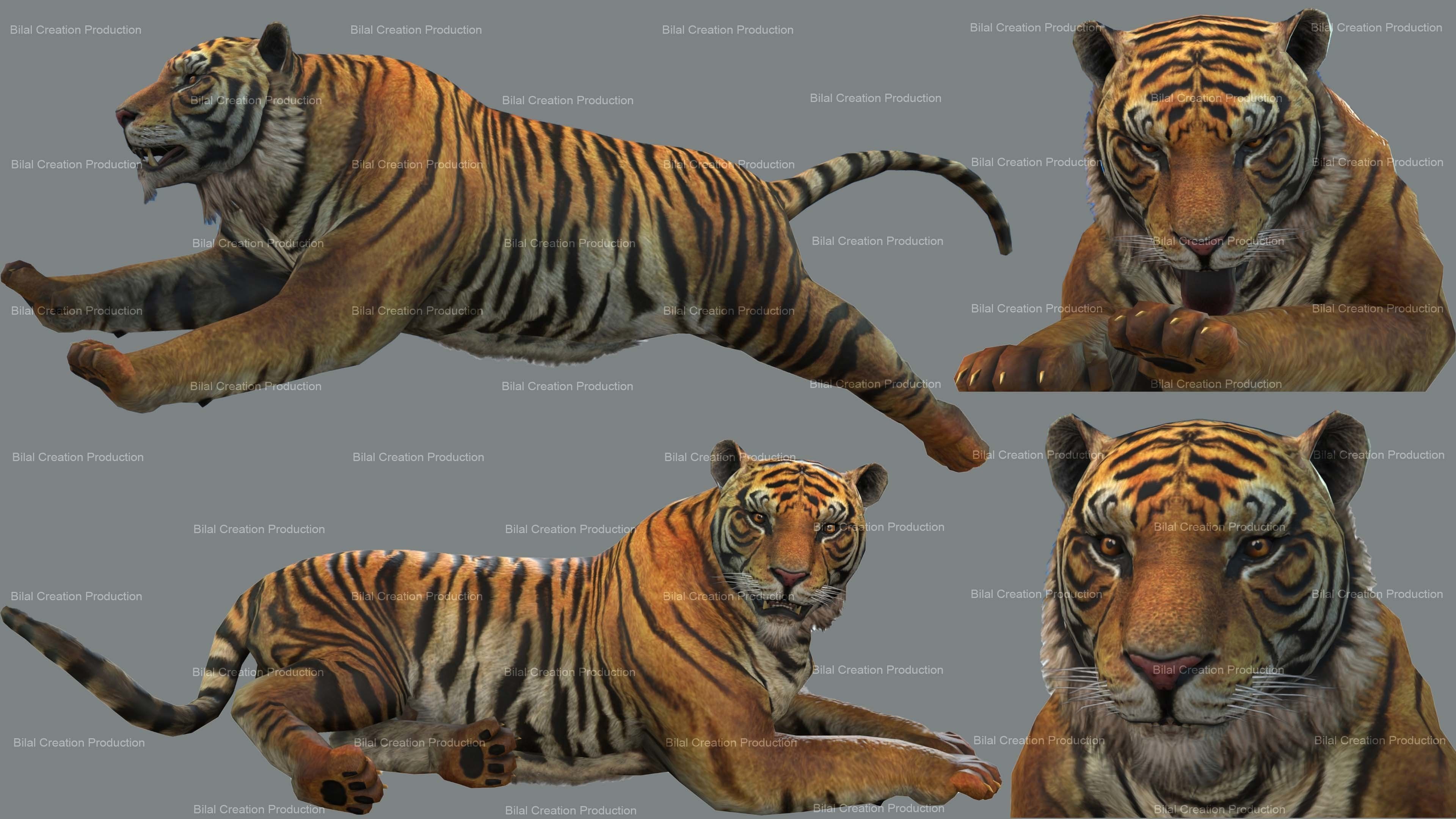 Tiger Rigged Animated 7 3D model_2