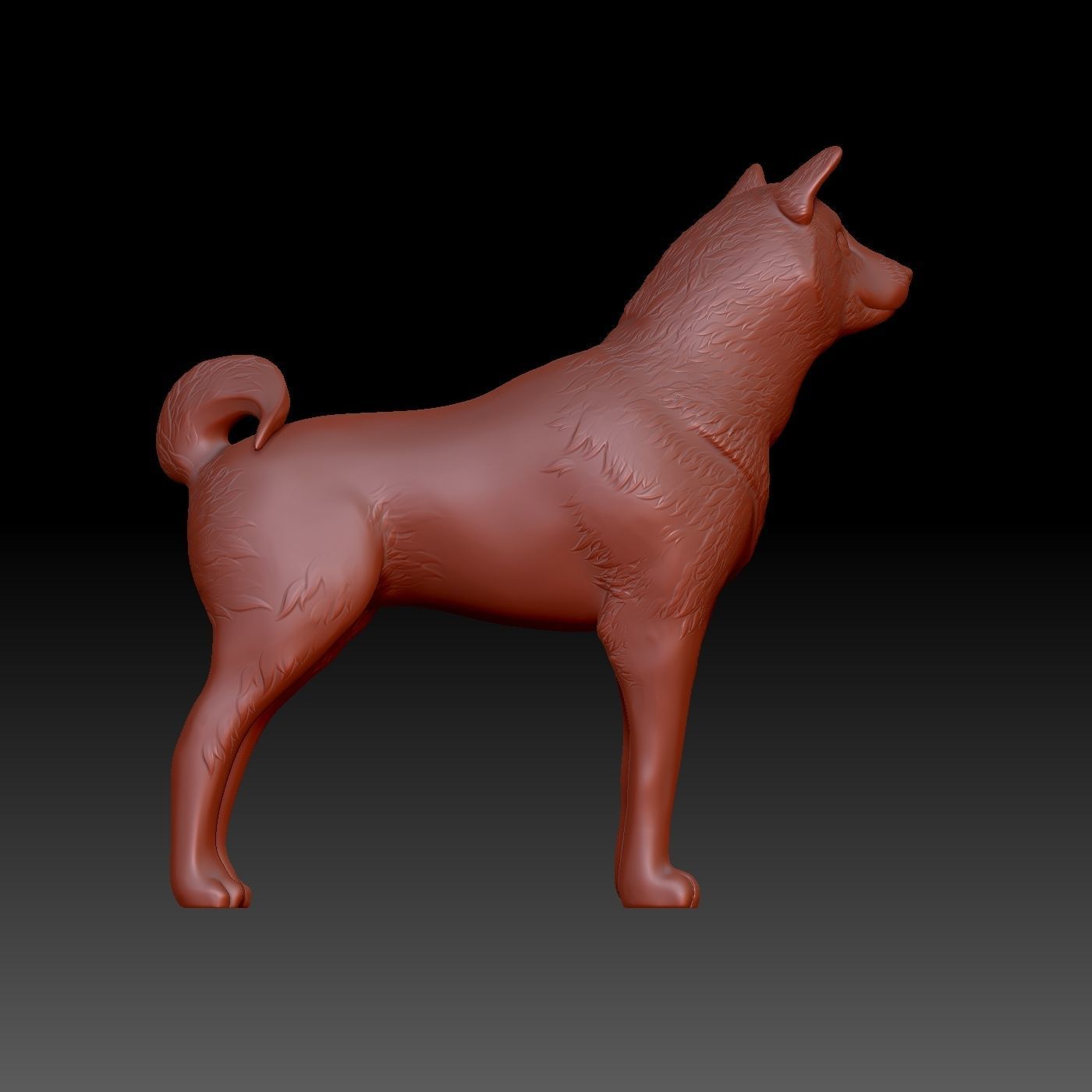 Shiba inu 3D print model_3