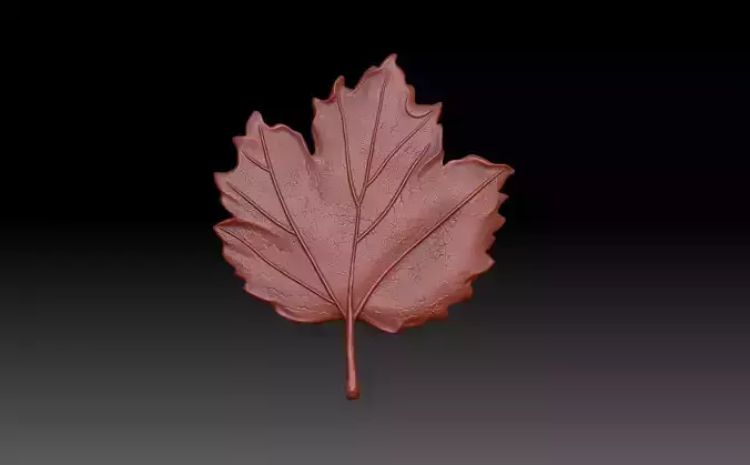 Leaves maple leaf