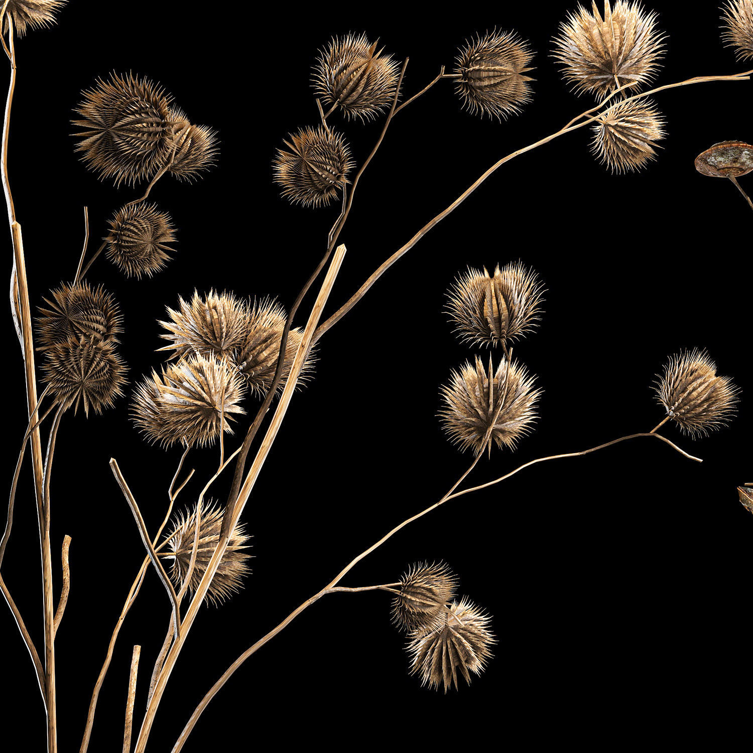 Bouquet of dried flowers from thorn and eucalyptus branches 3D model_4