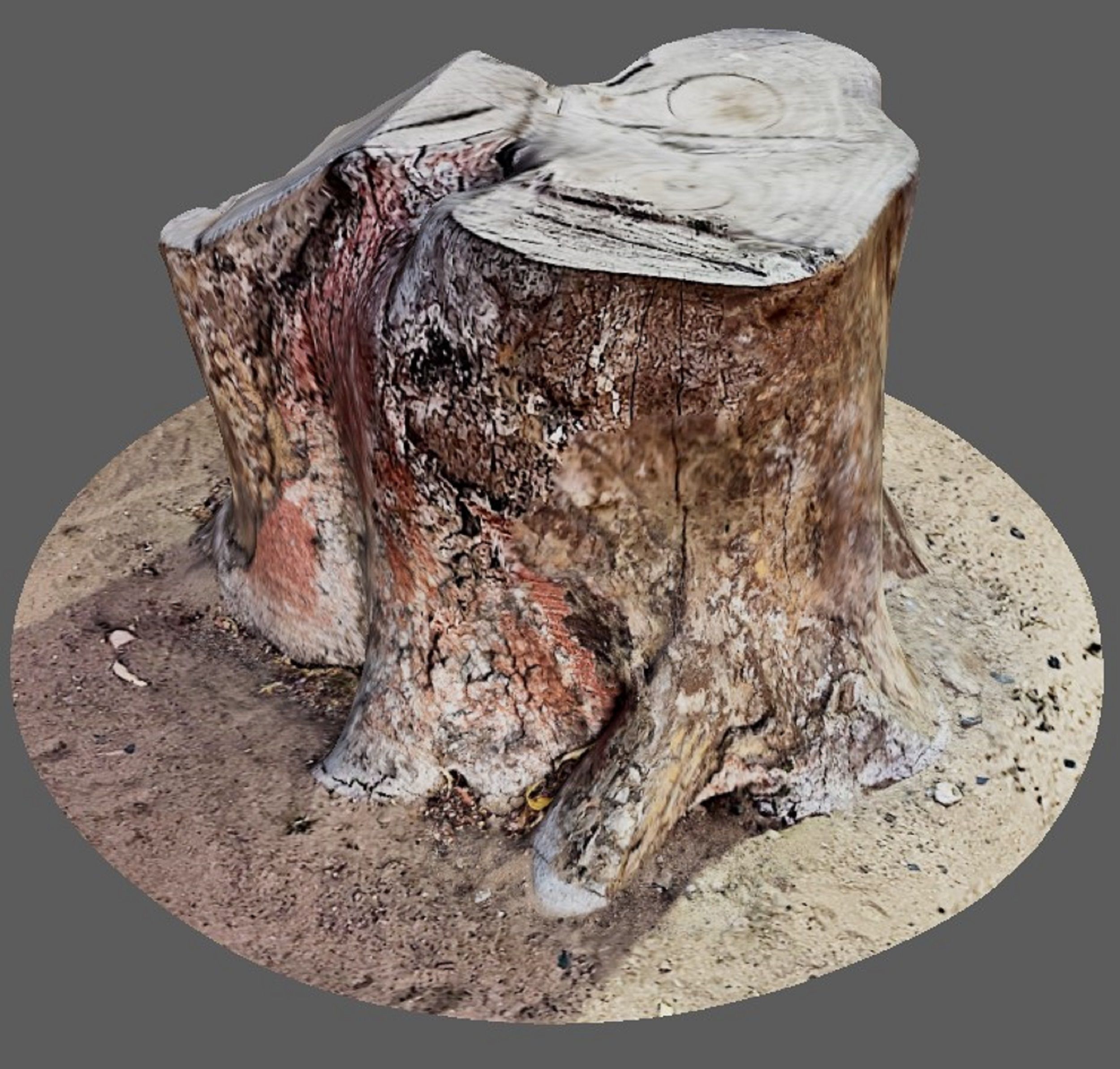 Tree Trunk for 3d Model - 3d Scan 3D model_5